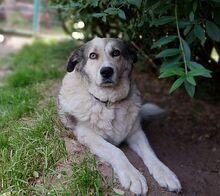 IRIS, Hund, Mischlingshund in Großröhrsdorf