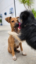 PINCHO, Hund, Mischlingshund in Spanien
