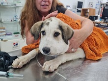 TOLIS, Hund, Mischlingshund in Griechenland - Bild 15