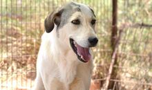 TOLIS, Hund, Mischlingshund in Griechenland - Bild 16