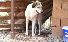 TOLIS, Hund, Mischlingshund in Griechenland - Bild 17