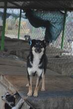HOPE, Hund, Mischlingshund in Bulgarien