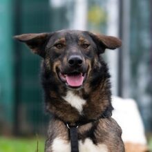 SPITFIRE, Hund, Mischlingshund in Hamburg