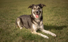 VINCENT, Hund, Mischlingshund in Schwanewede