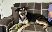 VINCENT, Hund, Mischlingshund in Schwanewede - Bild 5