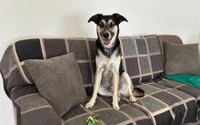 VINCENT, Katze, Mischlingshund in Schwanewede - Bild 2