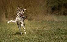 VINCENT, Katze, Mischlingshund in Schwanewede - Bild 3