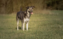VINCENT, Katze, Mischlingshund in Schwanewede - Bild 4