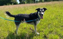 VINCENT, Katze, Mischlingshund in Schwanewede - Bild 6