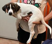 POLLICINO, Hund, Mischlingshund in Italien - Bild 29