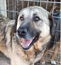 BETTYGIRL, Hund, Mischlingshund in Griechenland