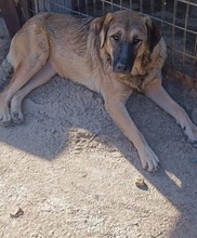 BETTYGIRL, Hund, Mischlingshund in Griechenland - Bild 22