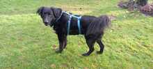 PRIMO, Hund, Mischlingshund in Baesweiler - Bild 11