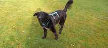 PRIMO, Hund, Mischlingshund in Baesweiler - Bild 12
