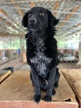 PRIMO, Hund, Mischlingshund in Baesweiler - Bild 14