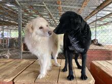 PRIMO, Hund, Mischlingshund in Baesweiler - Bild 16