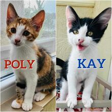 POLY, Katze, Europäisch Kurzhaar-Mix in Bulgarien
