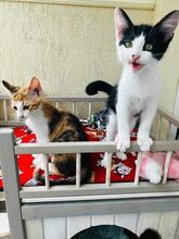 POLY, Katze, Europäisch Kurzhaar-Mix in Bulgarien - Bild 11