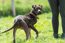 KATICA, Hund, Mischlingshund in Ungarn - Bild 1