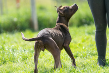 KATICA, Hund, Mischlingshund in Ungarn - Bild 2