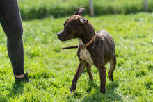 KATICA, Hund, Mischlingshund in Ungarn - Bild 4