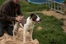 HEIDI, Hund, Mischlingshund in Ungarn - Bild 10
