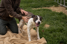 HEIDI, Hund, Mischlingshund in Ungarn - Bild 11