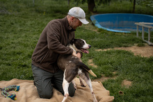 HEIDI, Hund, Mischlingshund in Ungarn - Bild 12
