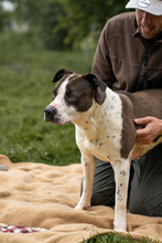 HEIDI, Hund, Mischlingshund in Ungarn - Bild 3