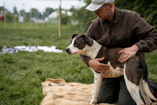 HEIDI, Hund, Mischlingshund in Ungarn - Bild 4