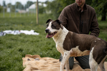 HEIDI, Hund, Mischlingshund in Ungarn - Bild 5