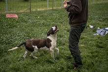 HEIDI, Hund, Mischlingshund in Ungarn - Bild 6