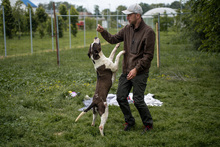HEIDI, Hund, Mischlingshund in Ungarn - Bild 8