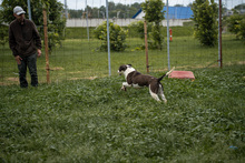 HEIDI, Hund, Mischlingshund in Ungarn - Bild 9