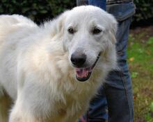 ARIOTTE, Hund, Maremmano-Mix in Italien