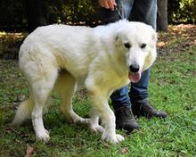 ARIOTTE, Hund, Maremmano-Mix in Italien - Bild 10