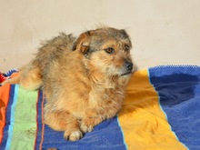 FORTUNA, Hund, Mischlingshund in Rumänien - Bild 11