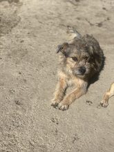 FORTUNA, Hund, Mischlingshund in Rumänien - Bild 23