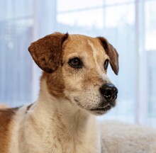 ROCKY, Hund, Mischlingshund in Prichsenstadt