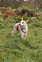 CAPPY, Hund, Mischlingshund in Osterholz-Scharmbeck - Bild 11