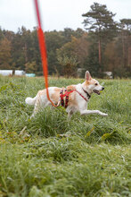 CAPPY, Hund, Mischlingshund in Osterholz-Scharmbeck - Bild 12