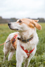 CAPPY, Hund, Mischlingshund in Osterholz-Scharmbeck - Bild 13