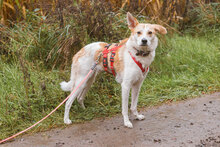 CAPPY, Hund, Mischlingshund in Osterholz-Scharmbeck - Bild 8