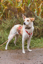 CAPPY, Hund, Mischlingshund in Osterholz-Scharmbeck - Bild 9