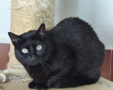 AGNES, Katze, Europäisch Kurzhaar in Spanien - Bild 4