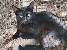 AGNES, Katze, Europäisch Kurzhaar in Spanien - Bild 5