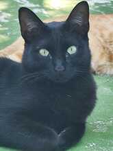 AGNES, Katze, Europäisch Kurzhaar in Spanien - Bild 6