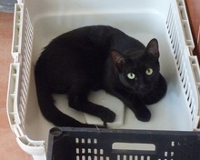 AGNES, Katze, Europäisch Kurzhaar in Spanien - Bild 7