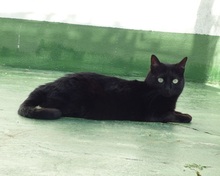 AGNES, Katze, Europäisch Kurzhaar in Spanien - Bild 8