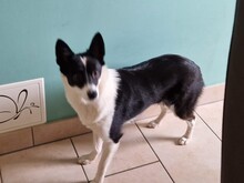 ADELINA, Hund, Mischlingshund in Bad Gottleuba